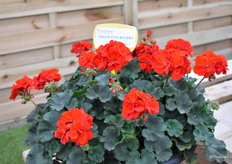 De DolceVita Mylena is één van de highlights van Perry van den Haak deze FlowerTrials. Het is een echte vroeibloeier en maakt geen geel blad aan.